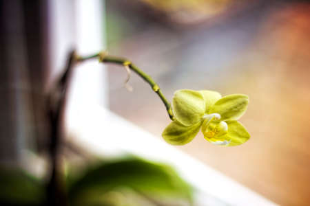Orchid by windowの写真素材