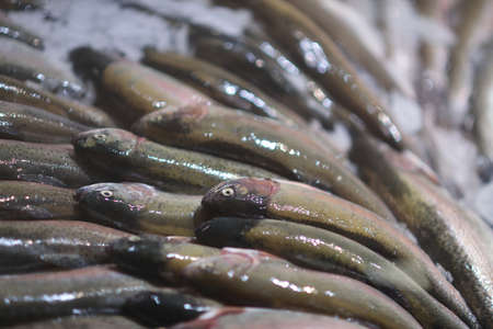 Fresh raw Mackerel fish in the market