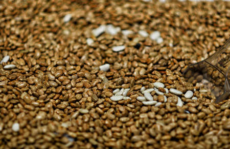 Market Bazaar Showcase With Wide Range Of Varicolored Sorts Of Raw Dry Beansの写真素材