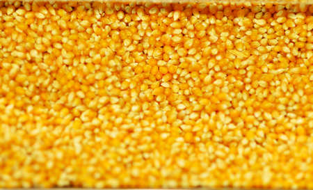 Close up of corn grains. Whole background.