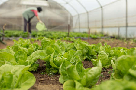 Young woman watering green salad in greenhouse in springtime