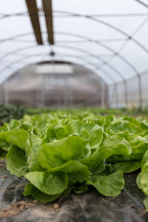culture of organic salad in greenhousesの写真素材