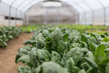 Spinach plantation in a modern greenhouseの写真素材