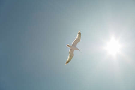 Seagull flying on clear blue sky and sun light.の写真素材