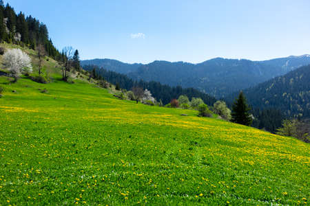 Yellow wildflowers in a full bloom.の写真素材