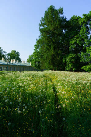 wild green parkの写真素材