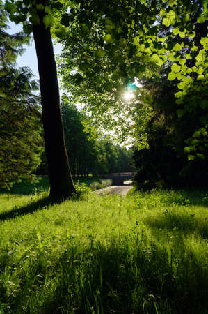 wild green parkの写真素材