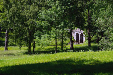 wild green parkの写真素材