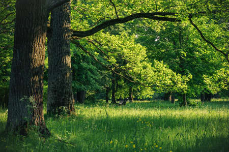 wild green parkの写真素材