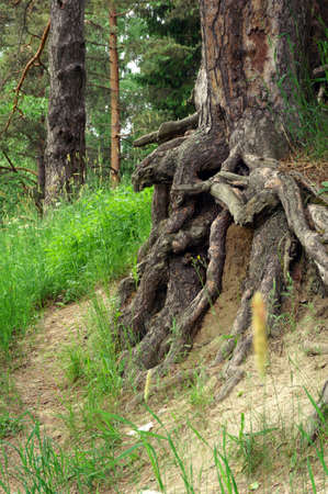 Rootsの写真素材