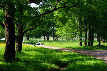 bench in the parkの写真素材