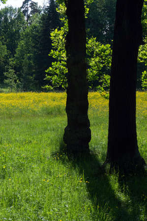 Wild green parkの写真素材