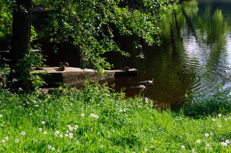 duck in the Parkの写真素材