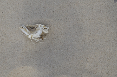 Skull of Dead Fish on the Sandy Beachの写真素材