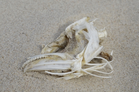Skull of Dead Fish on the Sandy Beachの写真素材