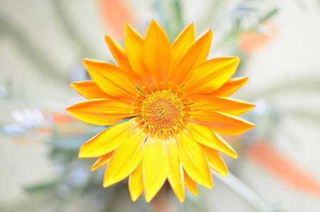 Orange Flower, Top View with Blurred Background の写真素材