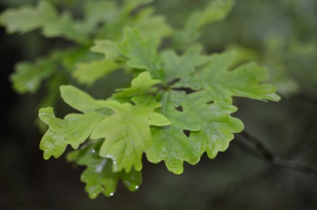 Oak Green Leaf on Blurred Forest Background の写真素材