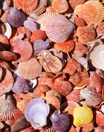 Collection of flat and colorful sea shells の写真素材