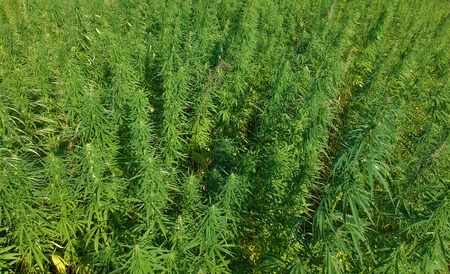 Aerial view on marijuana weed fieldの写真素材