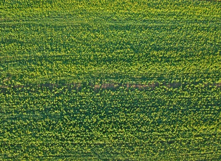 Aerial view on green field, detailed texture in horizontal position