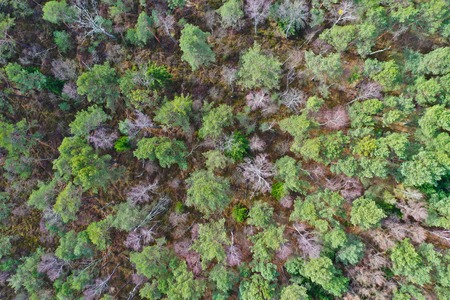 Aerial view on spring forest with birch tree and other type.
