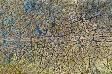 Aerial view on forest swamps with multiple animal crossing pathsの写真素材