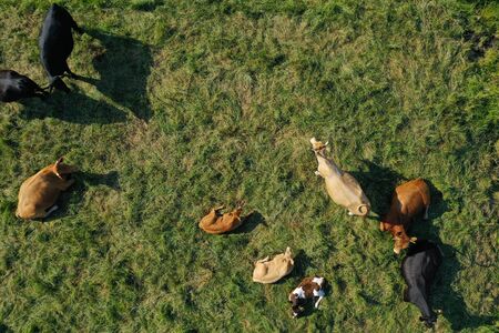 Aerial drone top down view on cows herd with cattle resting on green meadow close to the river. Milk cows pasture in open space.の写真素材