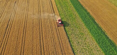 Aerial drone perspective view on red harvester during wheat field harvesting, collecting seeds,...