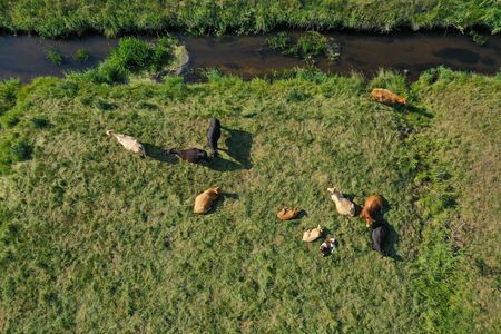 Aerial drone top down view on cows herd with cattle resting on green meadow close to the river. Milk...