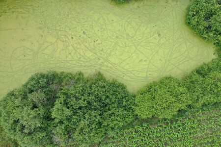 Aerial top down drone view on green duck weed floating on swamp surface surrounded by trees and bush
