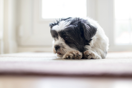Lhasa Apso dog on rug waiting for ownerの写真素材