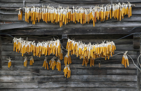 Golden-yellow round corn clusters drying under roof