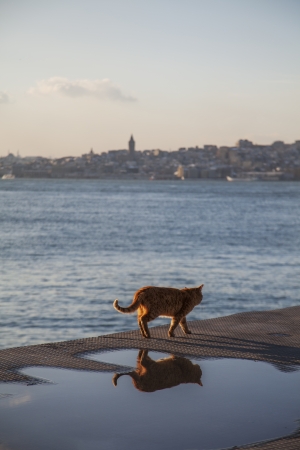 walking cat near the water, city landscape on the backgroundの写真素材