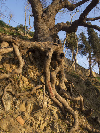 Tree Roots Exposed Due to Soil Erosion