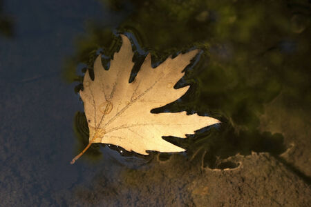 Yellow maple leaf on the water