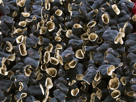 dry eggplantsの写真素材