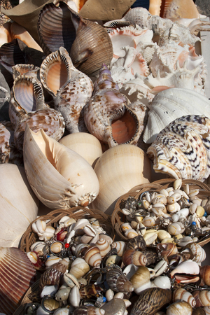 Seashells and Starfishes in a gift shop at ?stanbul grand bazaar marketplace.の写真素材