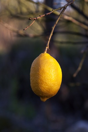 yellow lemons hanging on treeの写真素材