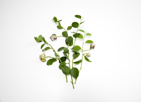 Caper branch with leaves and fruits isolated on whiteの写真素材