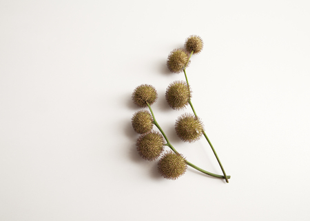 Plane-tree seed balls isolated on whiteの写真素材