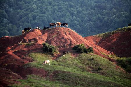 Mountain grassland with grazing cowsの写真素材