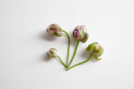 Capers on white background. Caper plant buds