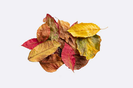 Dry multicolor leafs isolated on white background. Autumn background with copy space.の写真素材