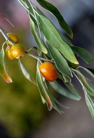Silver berries hanging on a tree with leavesの写真素材