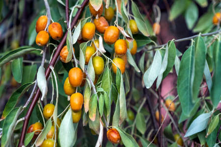 Silver berries hanging on a tree with leaves