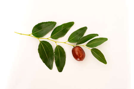 Fresh raw silverberry fruits, oleaster or russian olive ( Elaeagnus ).