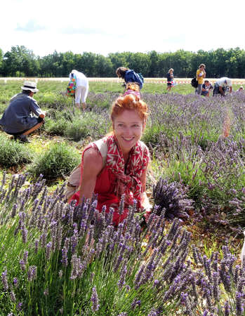 the lavender field, the gathering of ripe flowers, the joyous charm of the viewのeditorial素材