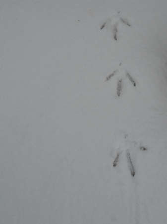 bird footprints in the snow