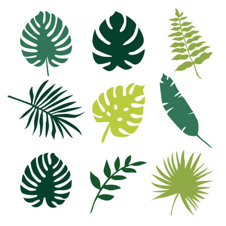 Tropical leaves - exotic tree leaves icons set. Isolated vector illustration.のイラスト素材