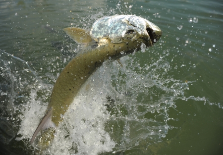 Tarpon fish in its natural haibitat off the coast of Florida in the Atlantic Ocean jumping out of the waterの写真素材